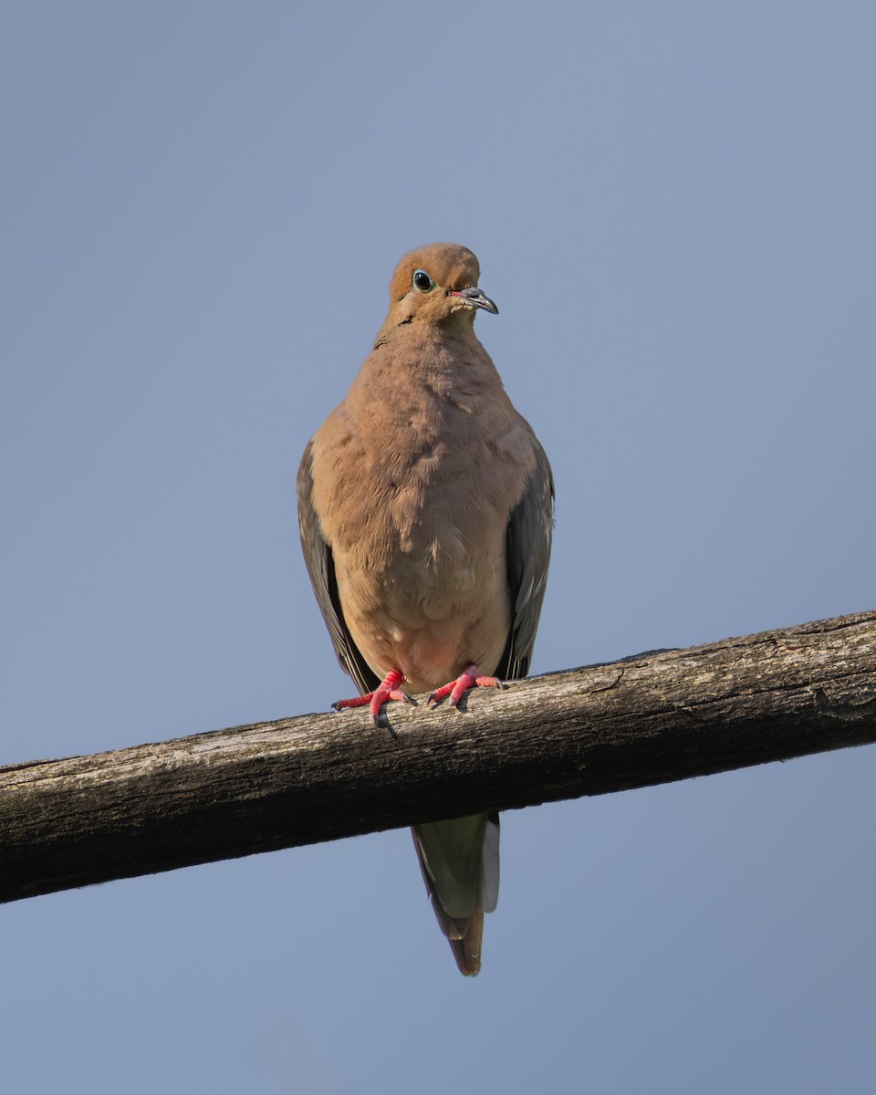 Mourning Dove - ML646325975