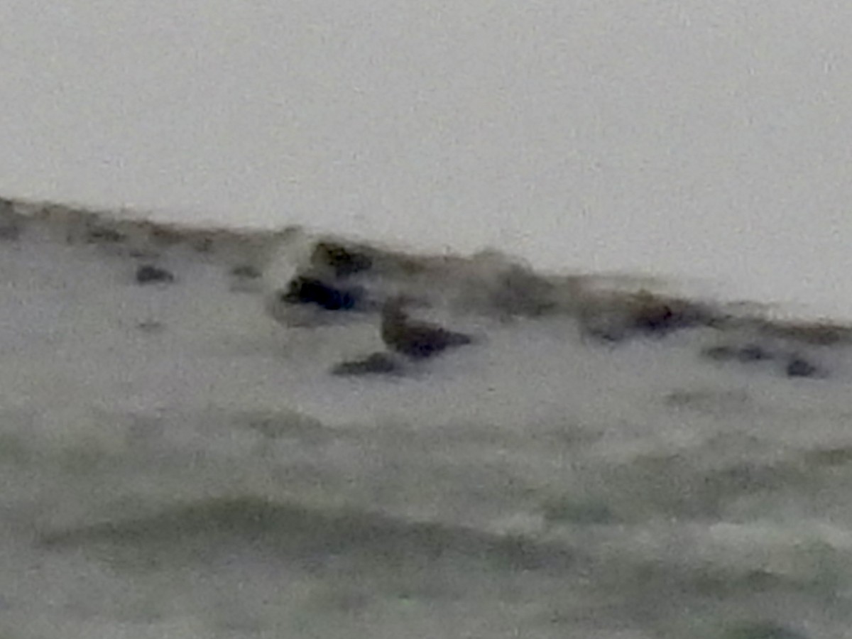 Great Black-backed Gull - ML646325979