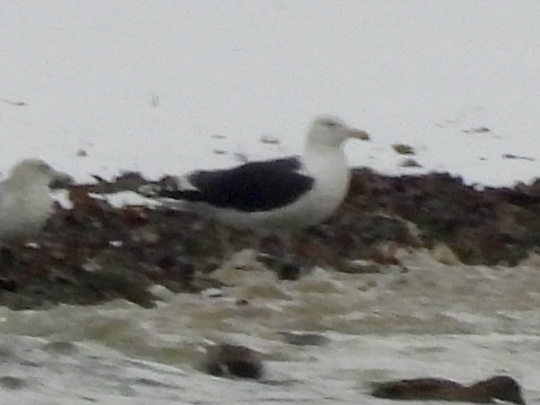 Great Black-backed Gull - ML646325980