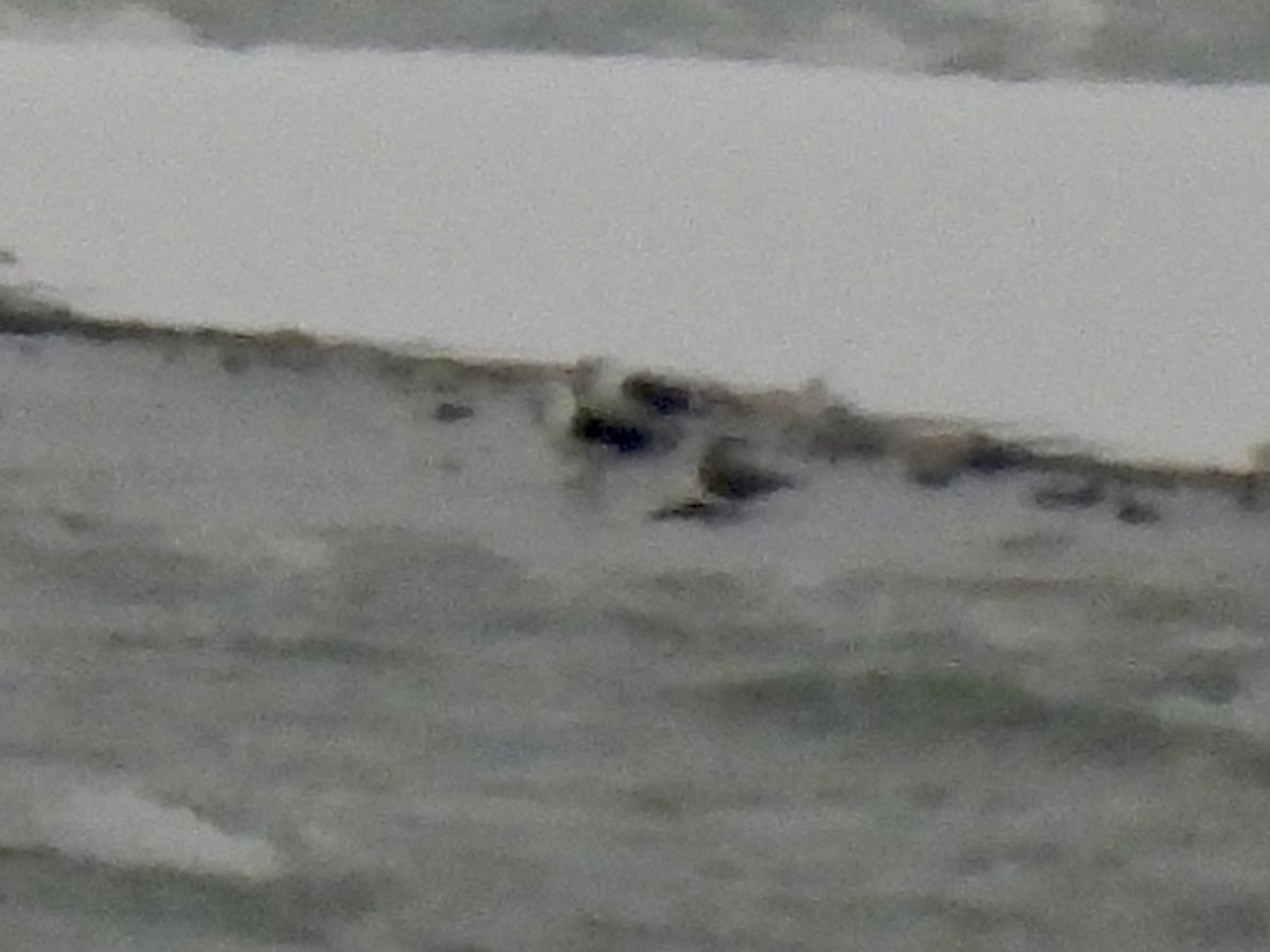 Great Black-backed Gull - ML646325981