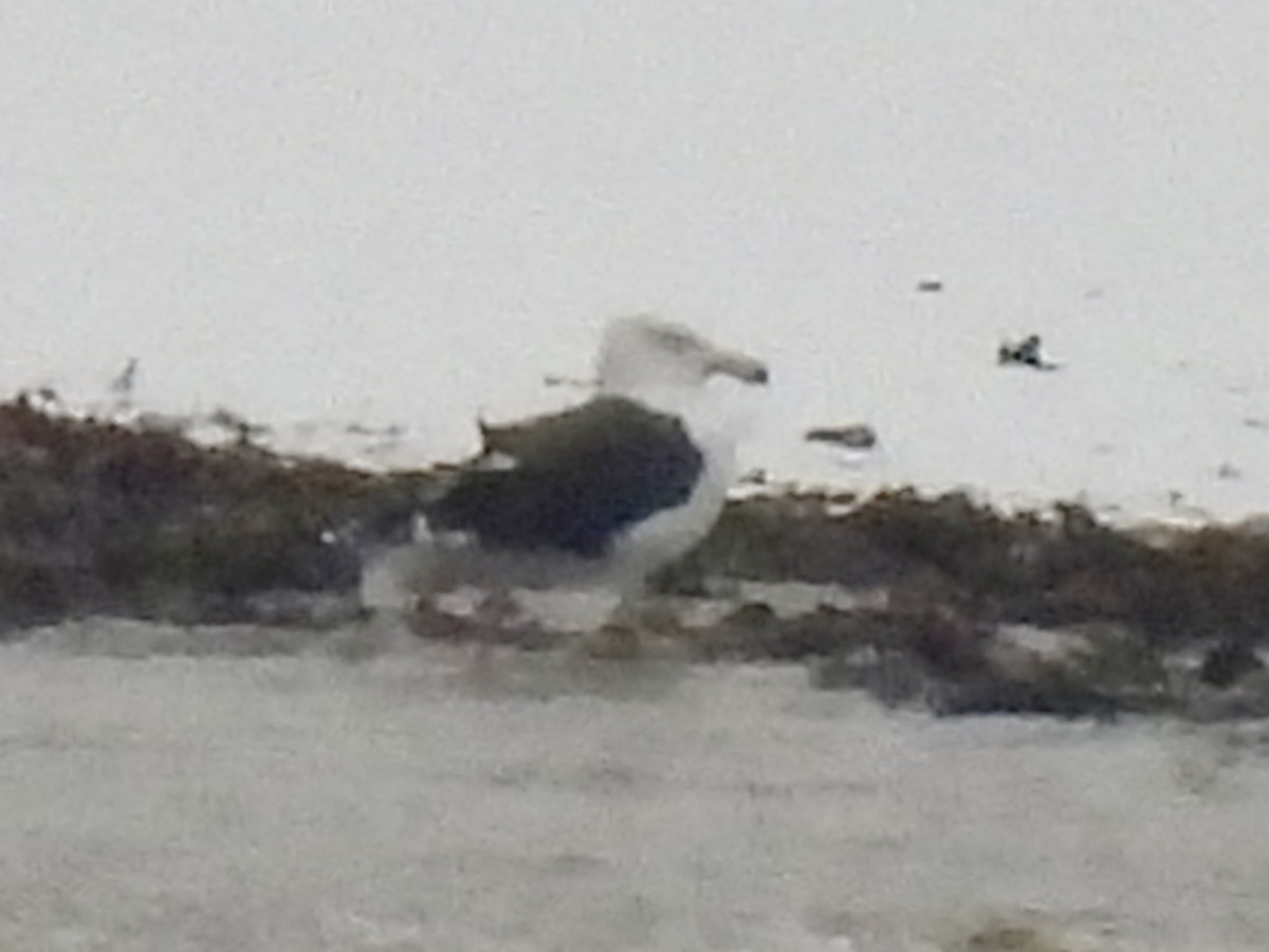 Great Black-backed Gull - ML646325982
