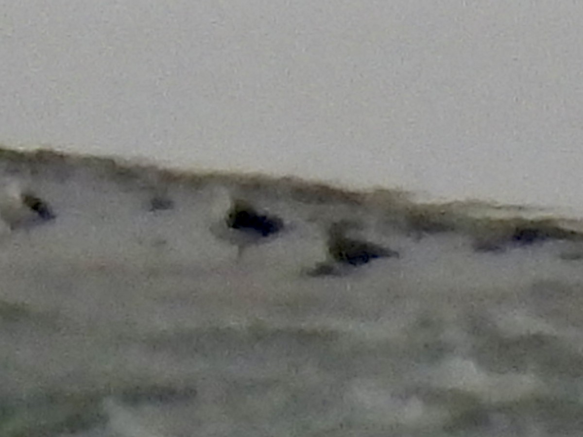 Great Black-backed Gull - ML646325983