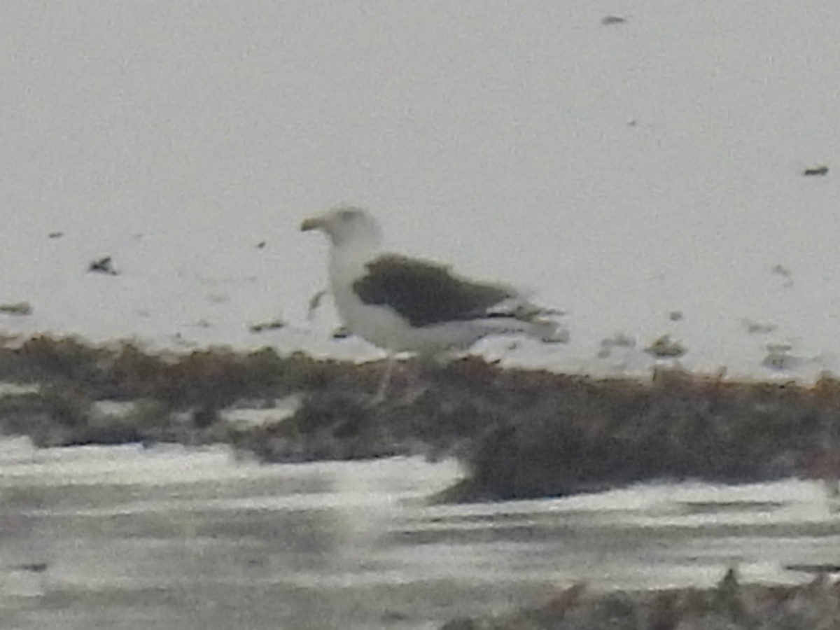 Great Black-backed Gull - ML646325984