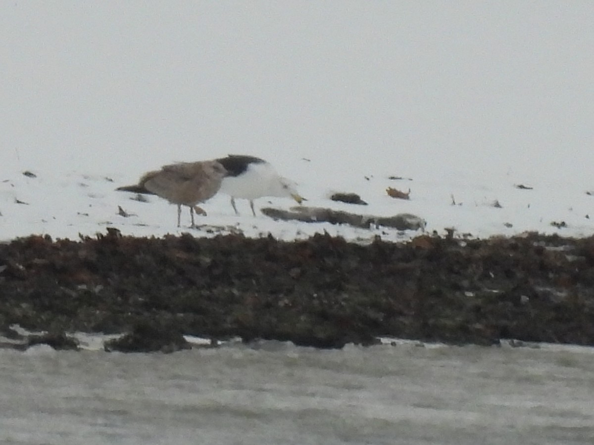 Great Black-backed Gull - ML646325985