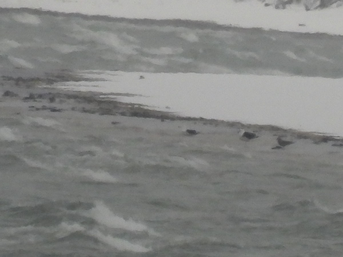 Great Black-backed Gull - ML646325986