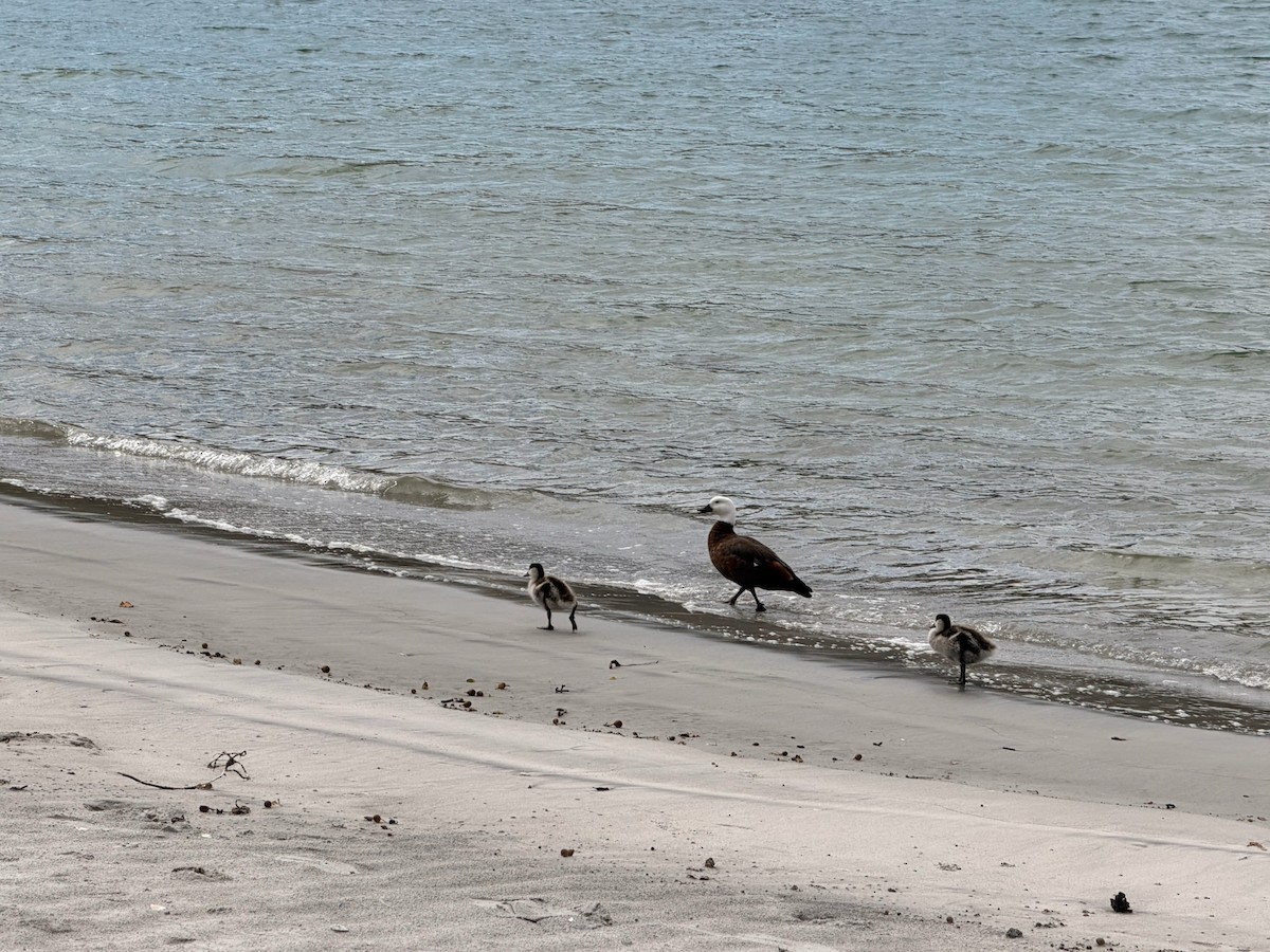 Tarro Maorí - ML646325988