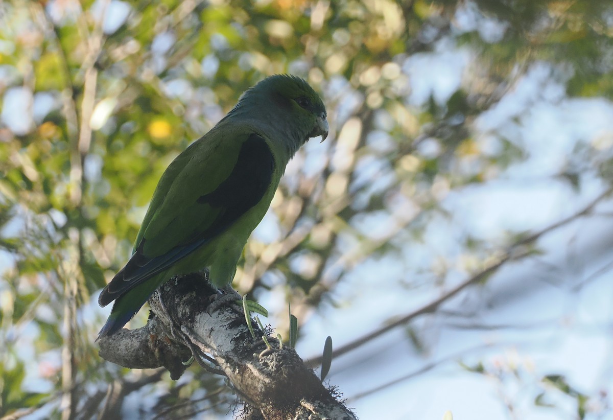 Black-winged Parrot - ML646325994