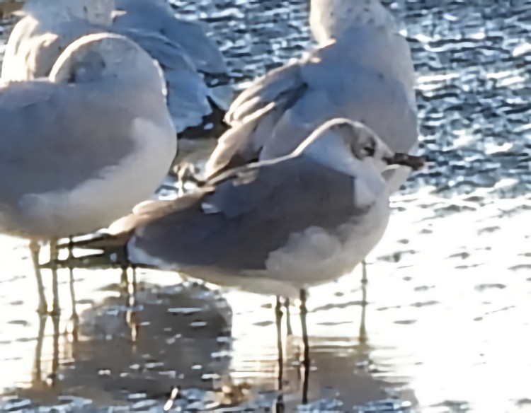 ワライカモメ - ML646325995