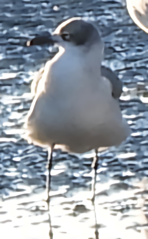 ワライカモメ - ML646325996