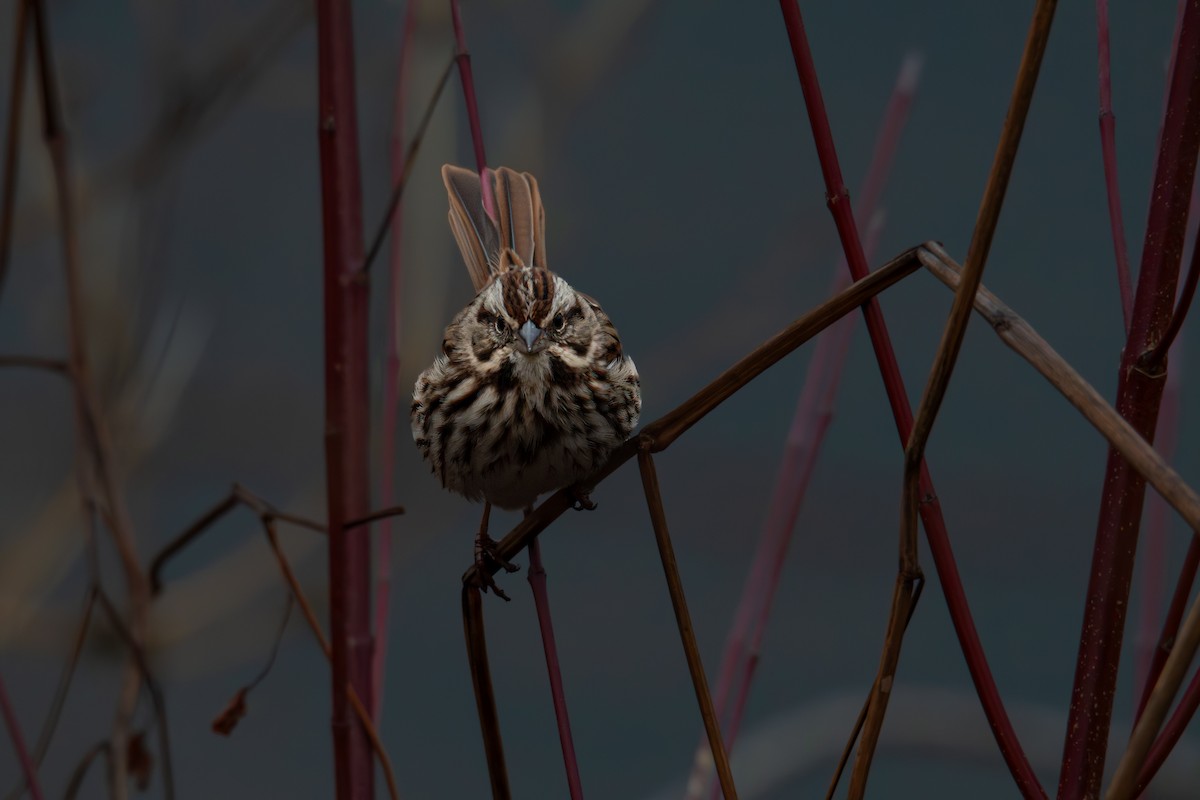 Ötücü Serçe - ML646326011