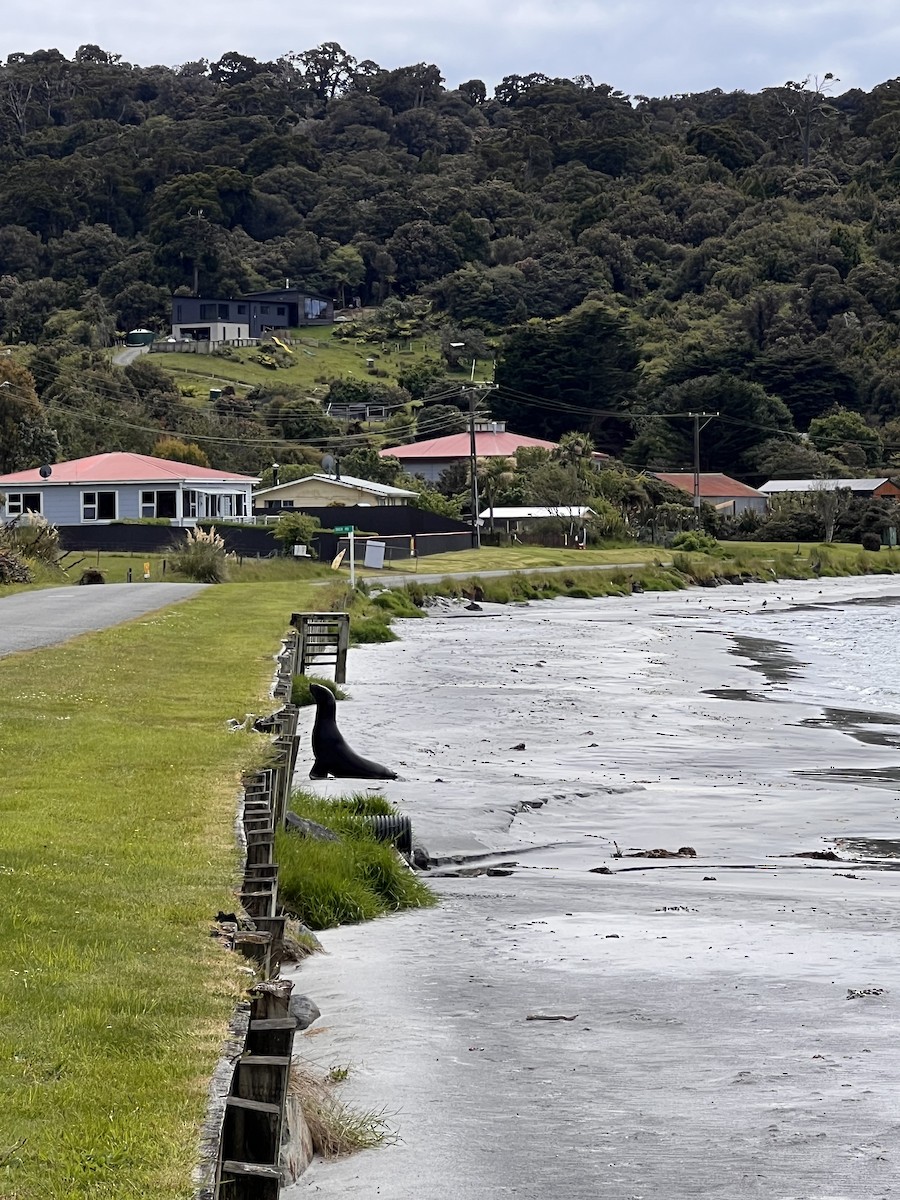 New Zealand Sea Lion - ML646326012