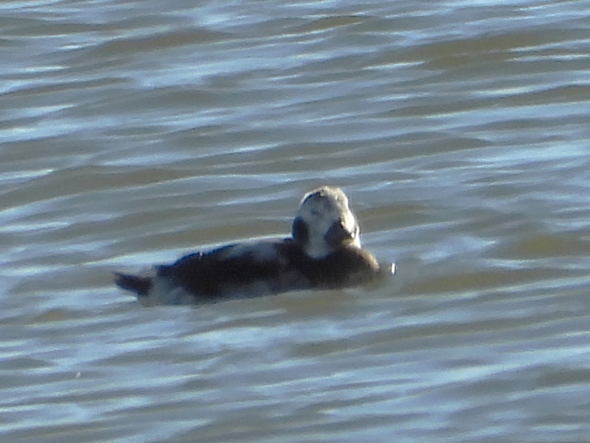 Long-tailed Duck - ML646326015