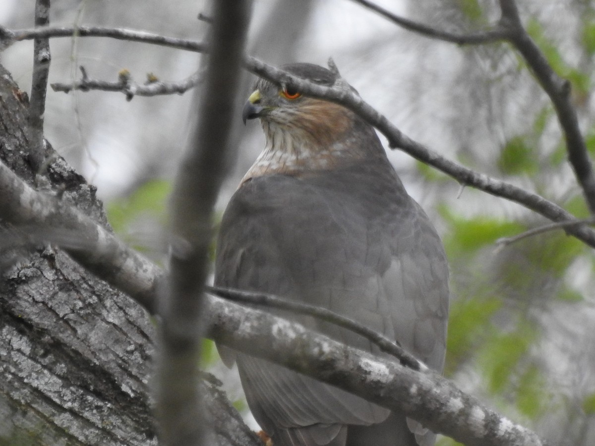 Sharp-shinned Hawk - ML646326016