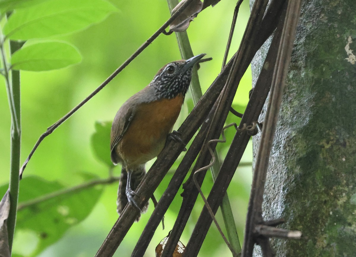 Rufous-breasted Wren - ML646326017