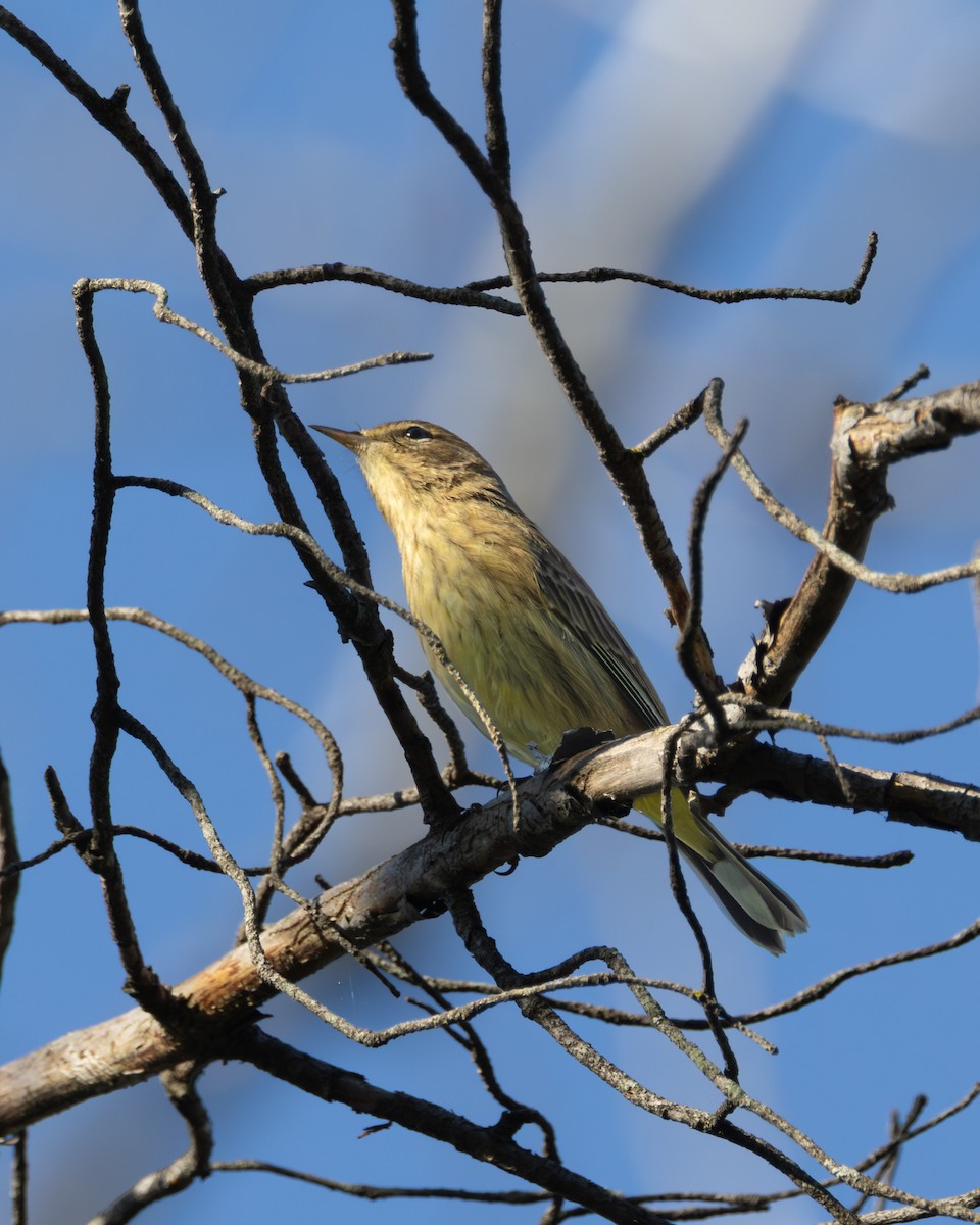 Palm Warbler - ML646326018