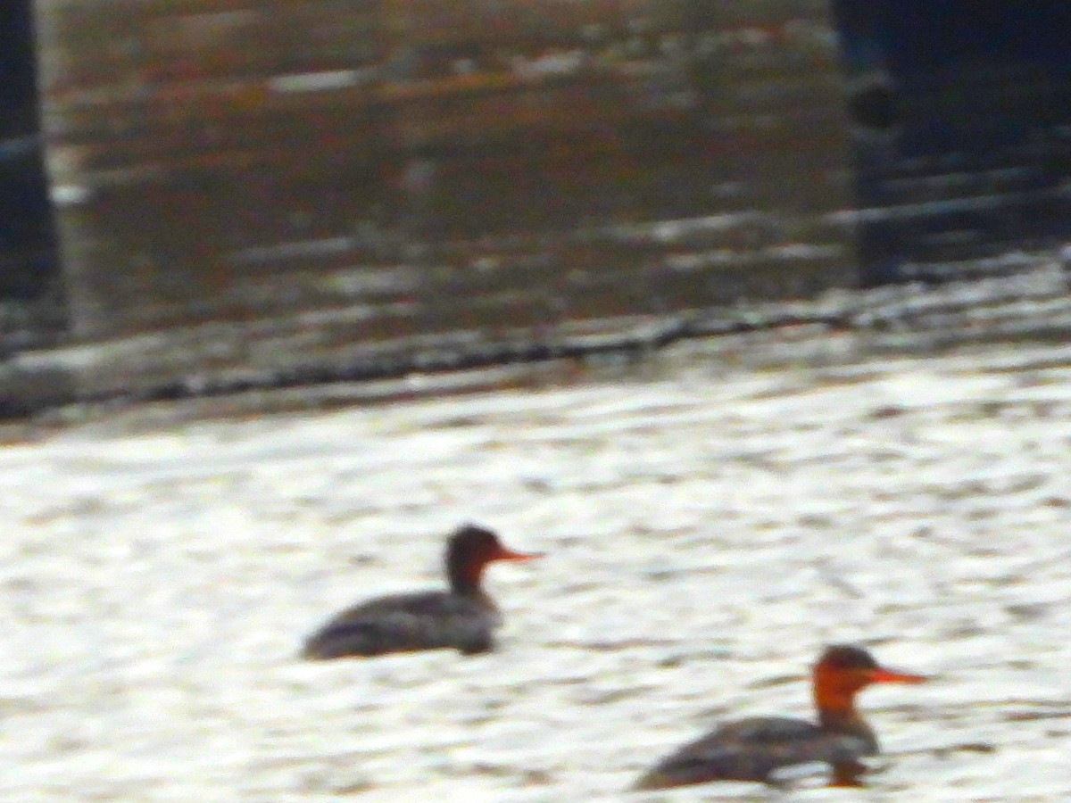 Smergo minore - ML646326019