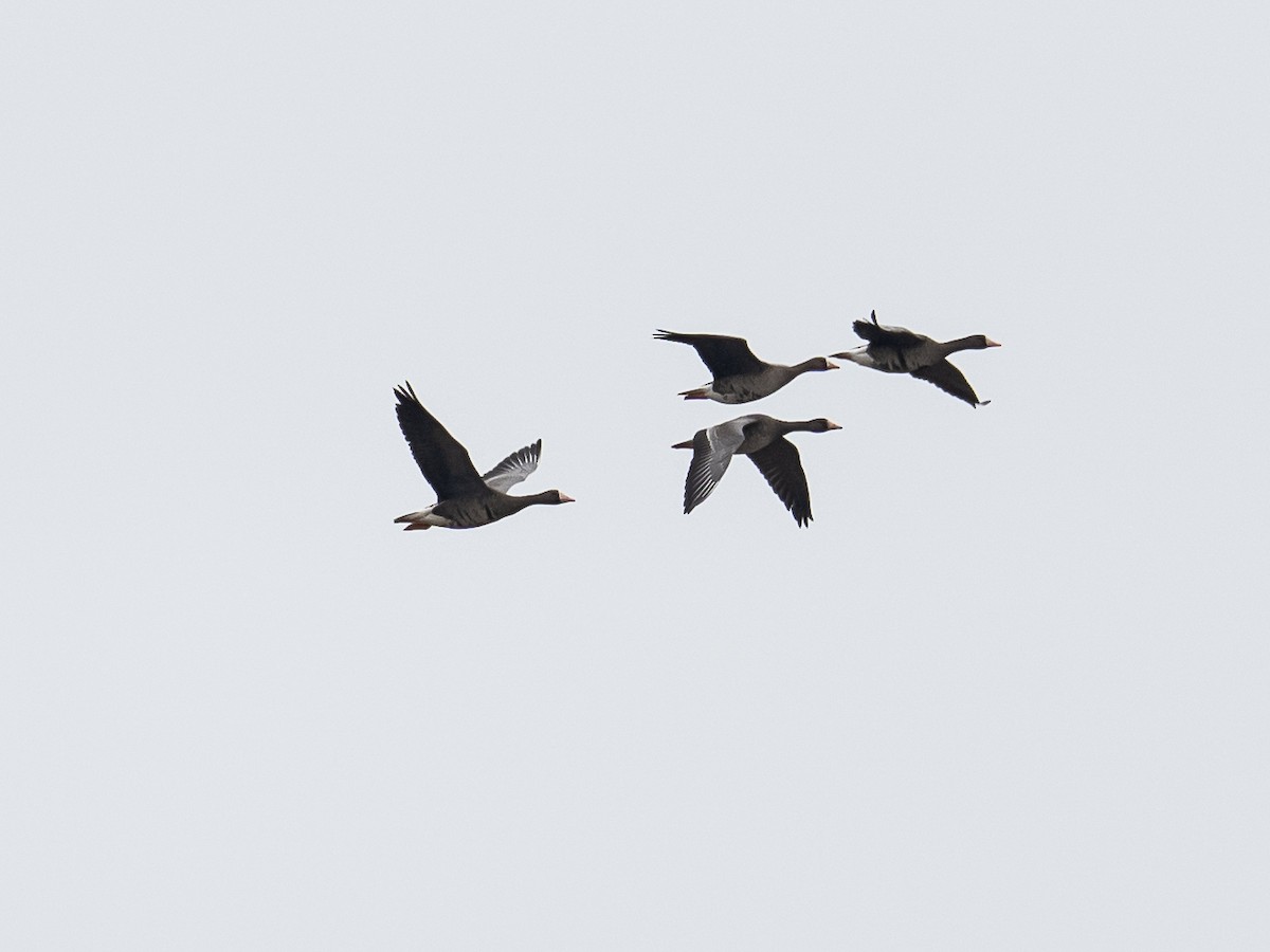 Greater White-fronted Goose - ML646326027