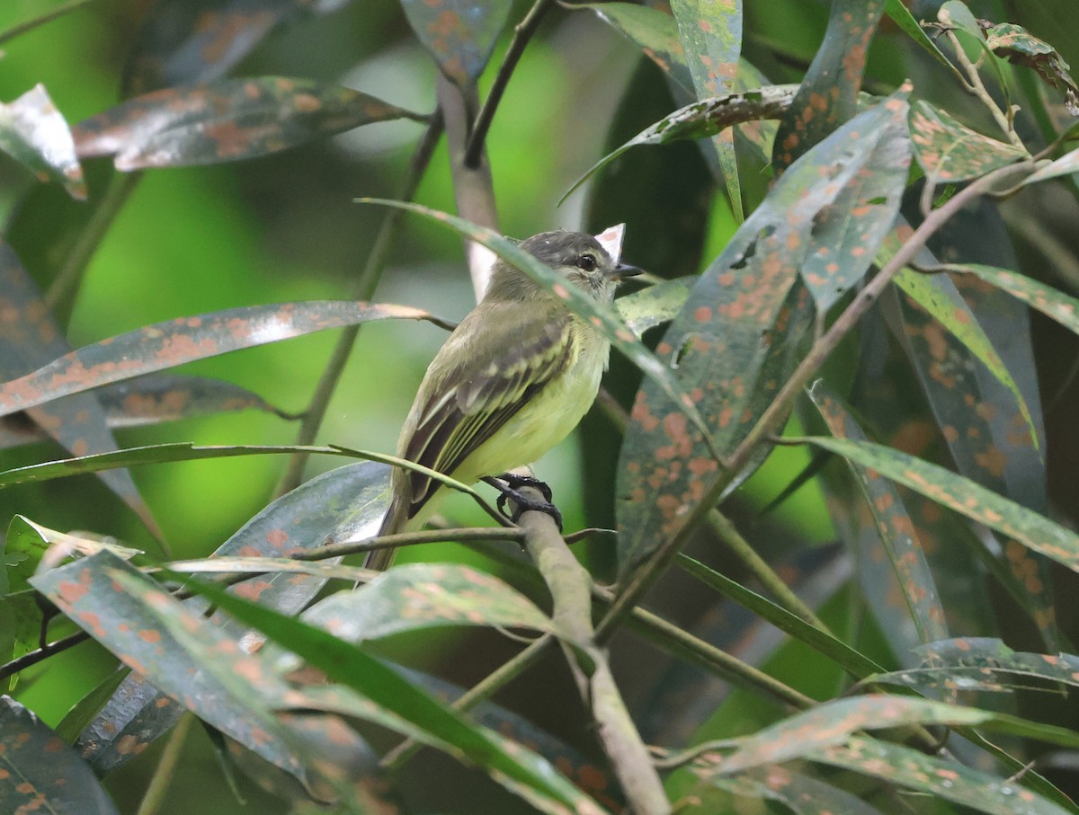 Yellow-crowned Tyrannulet - ML646326028