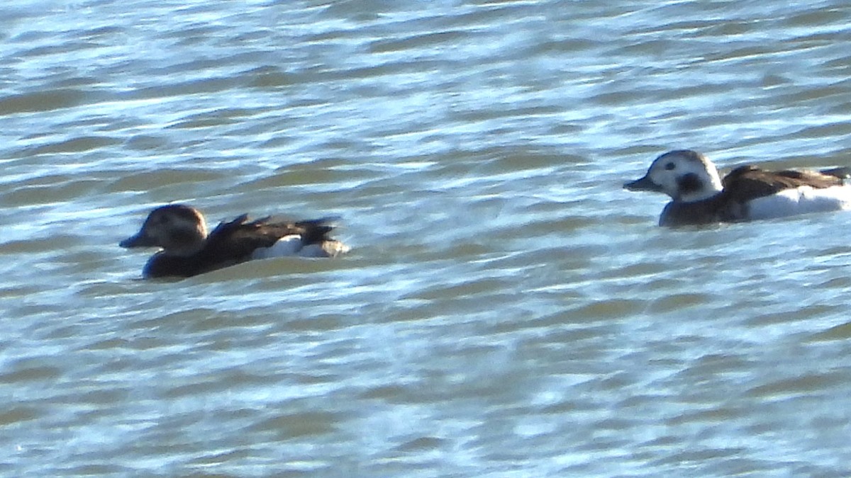 Long-tailed Duck - ML646326030