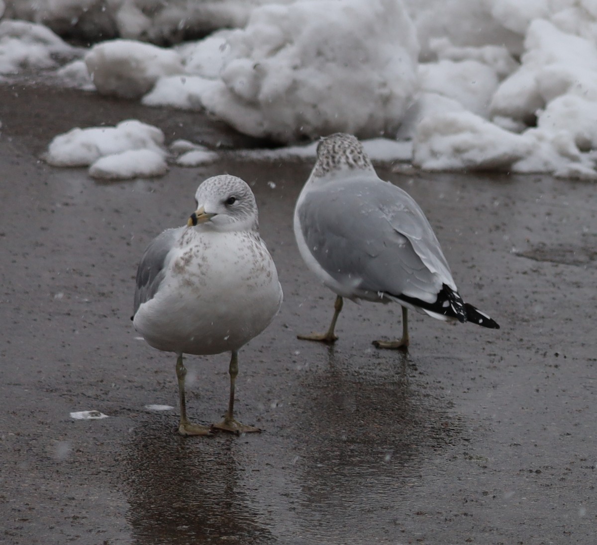 Ring-billed Gull - ML646326031