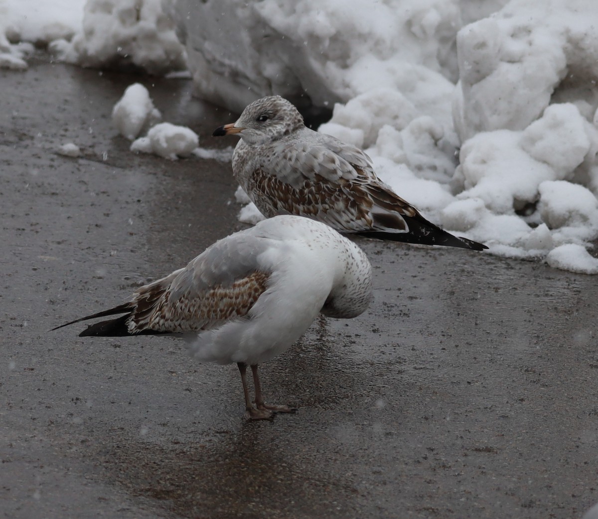 Ring-billed Gull - ML646326033