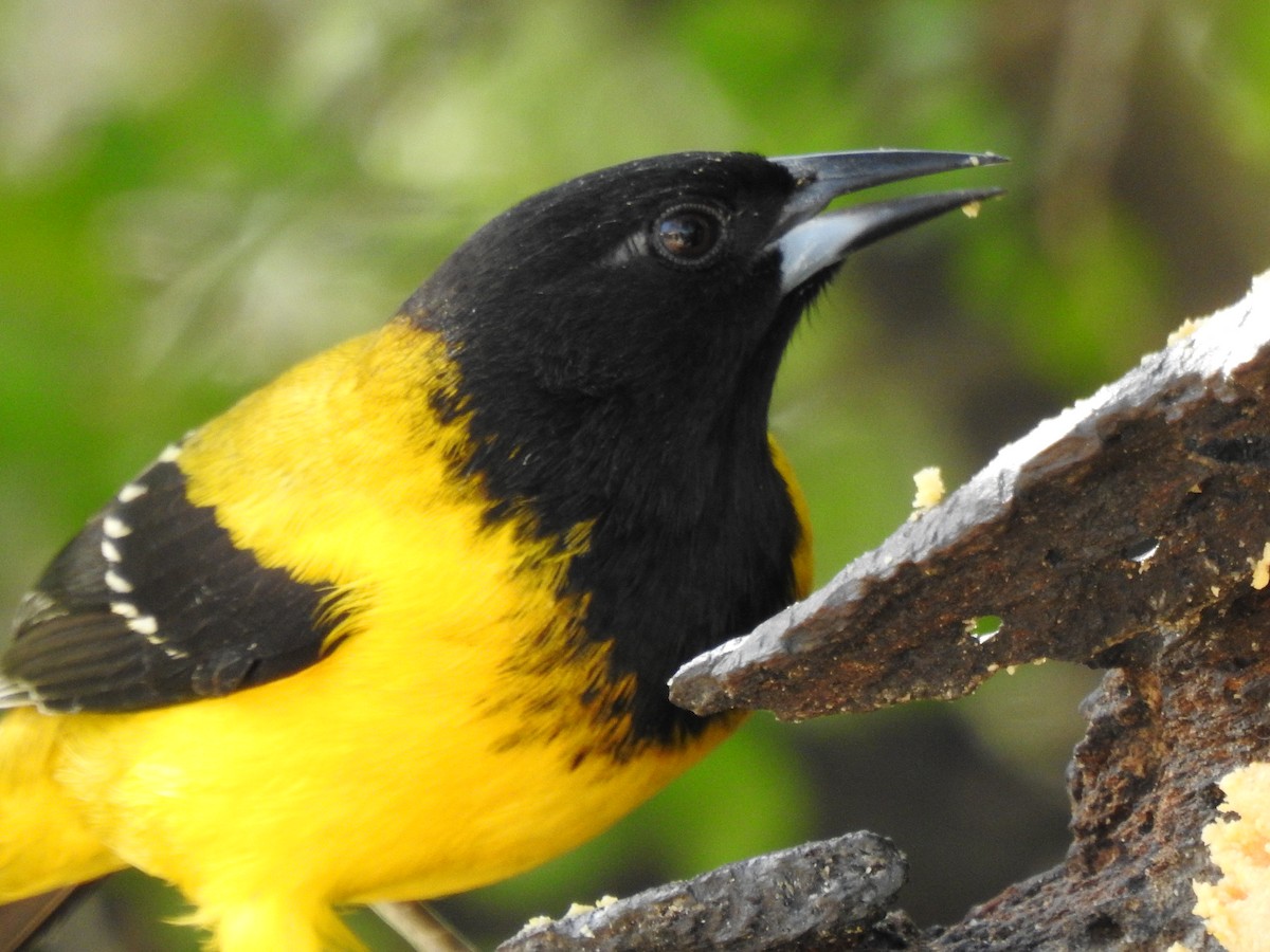 Audubon's Oriole - ML646326034