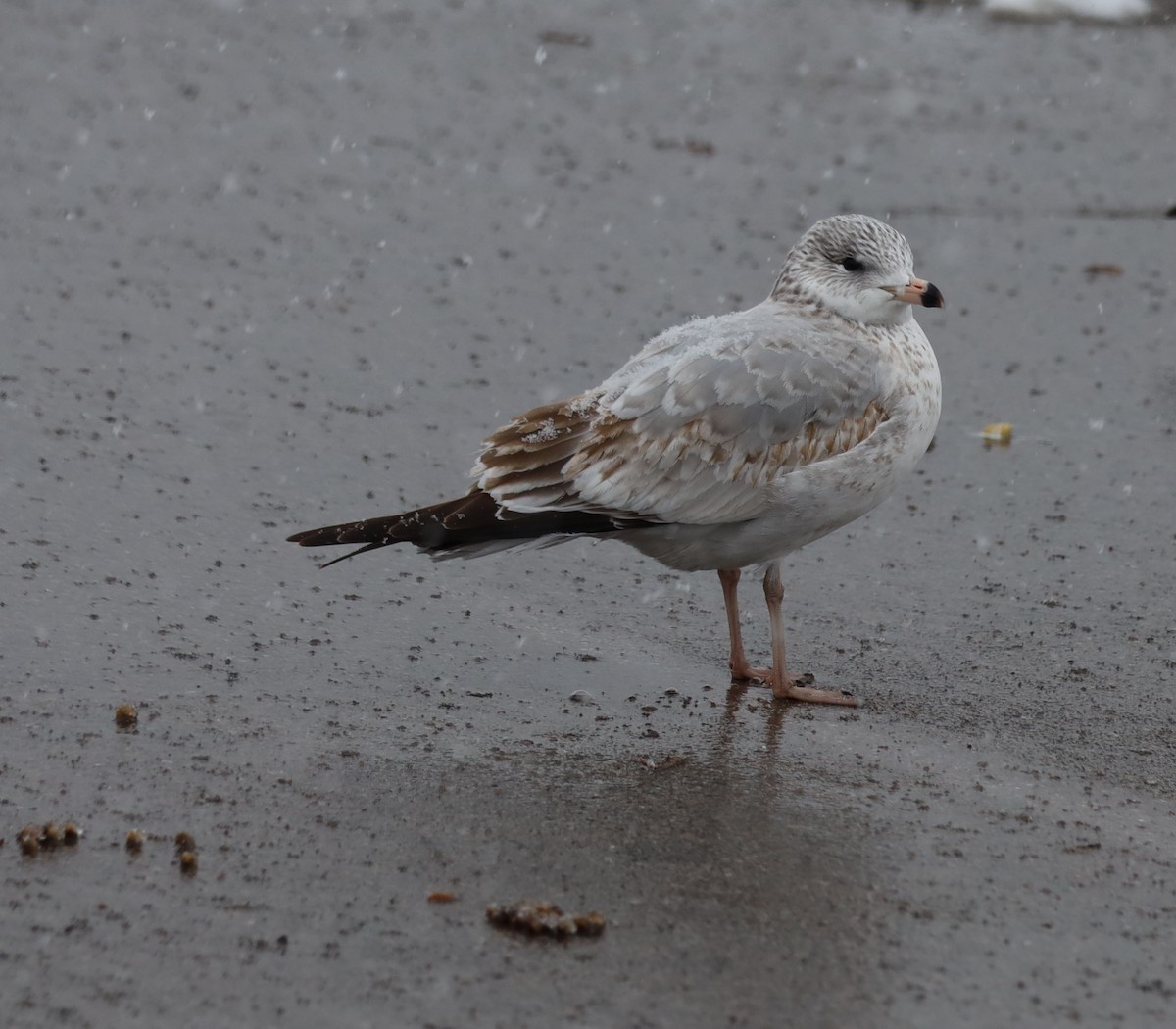 Ring-billed Gull - ML646326035