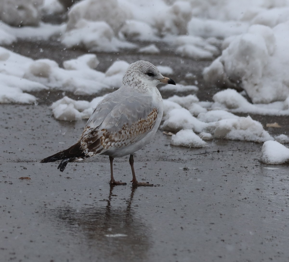 Ring-billed Gull - ML646326036