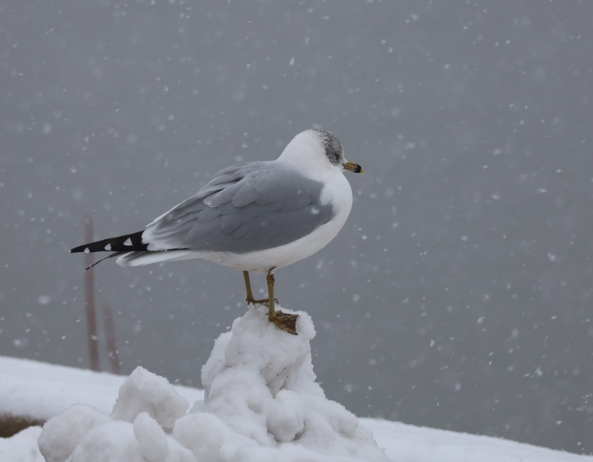 Ring-billed Gull - ML646326037