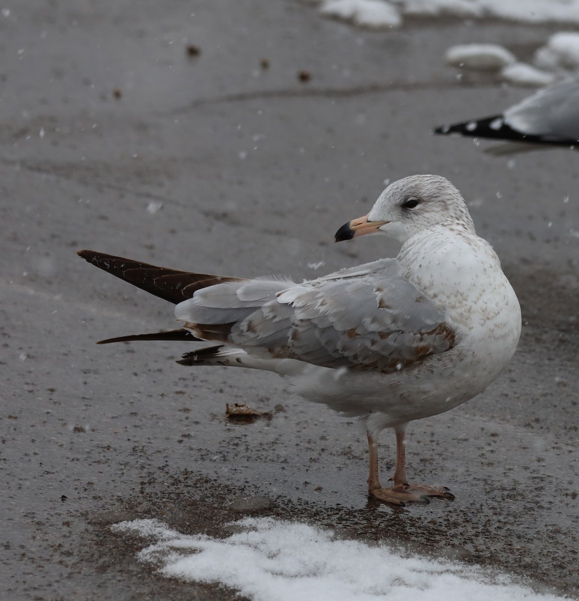 Ring-billed Gull - ML646326039
