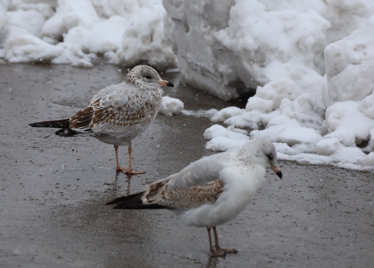 Ring-billed Gull - ML646326040