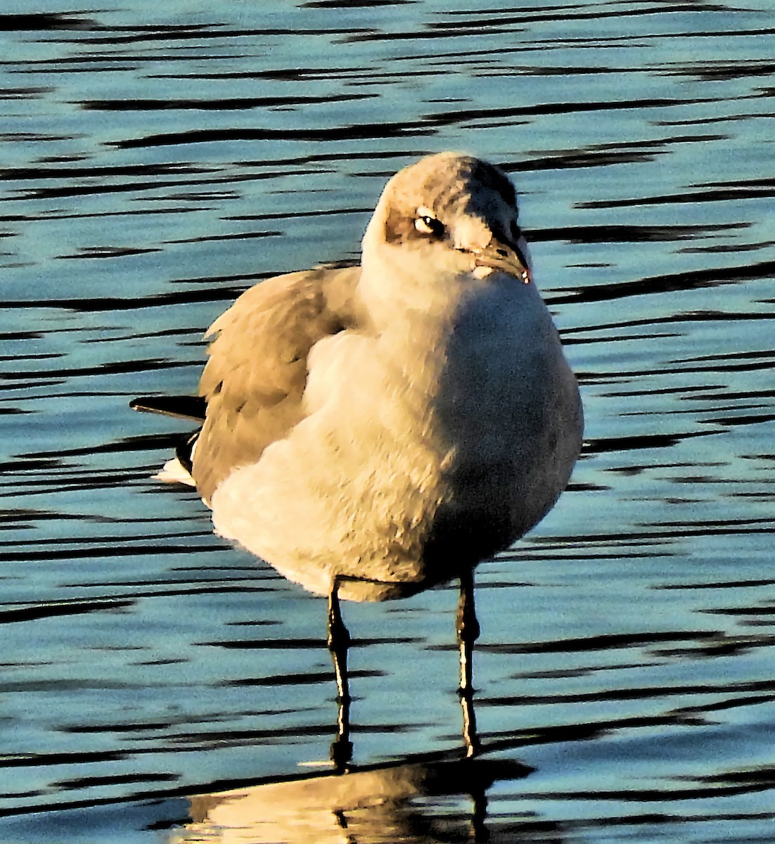 ワライカモメ - ML646326056