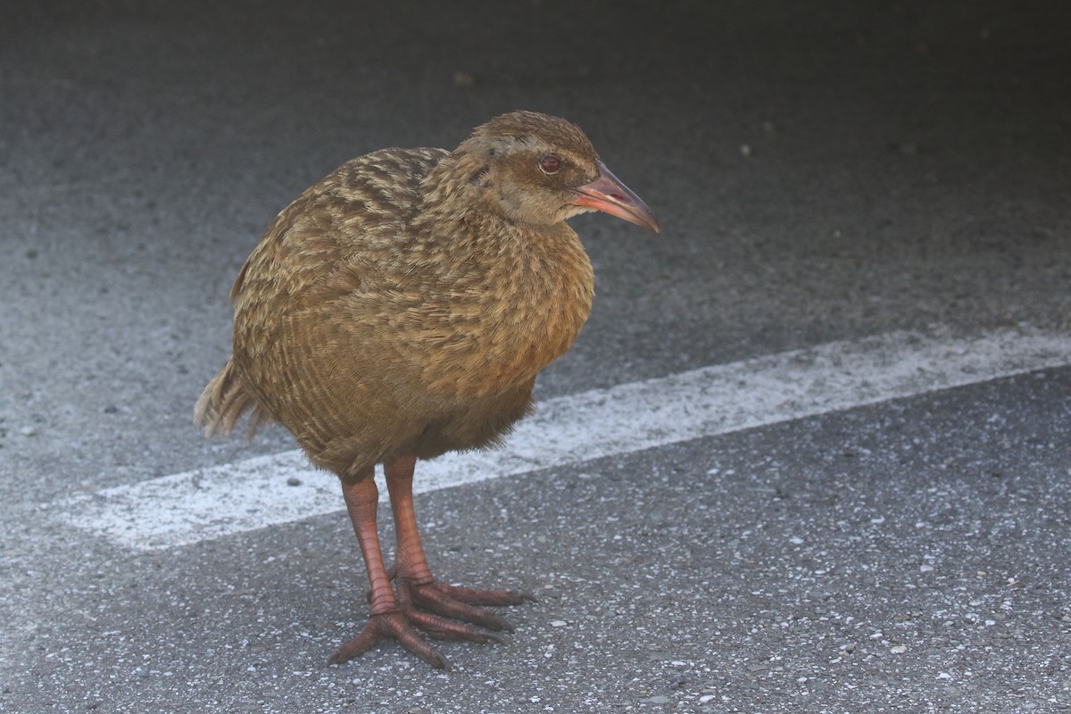 Weka - ML646326058