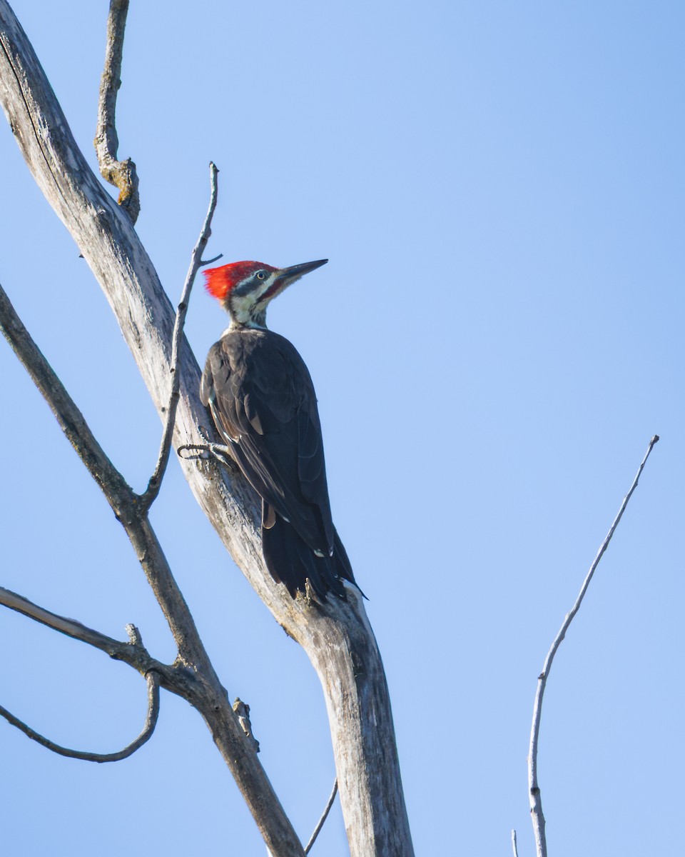 Pileated Woodpecker - ML646326080