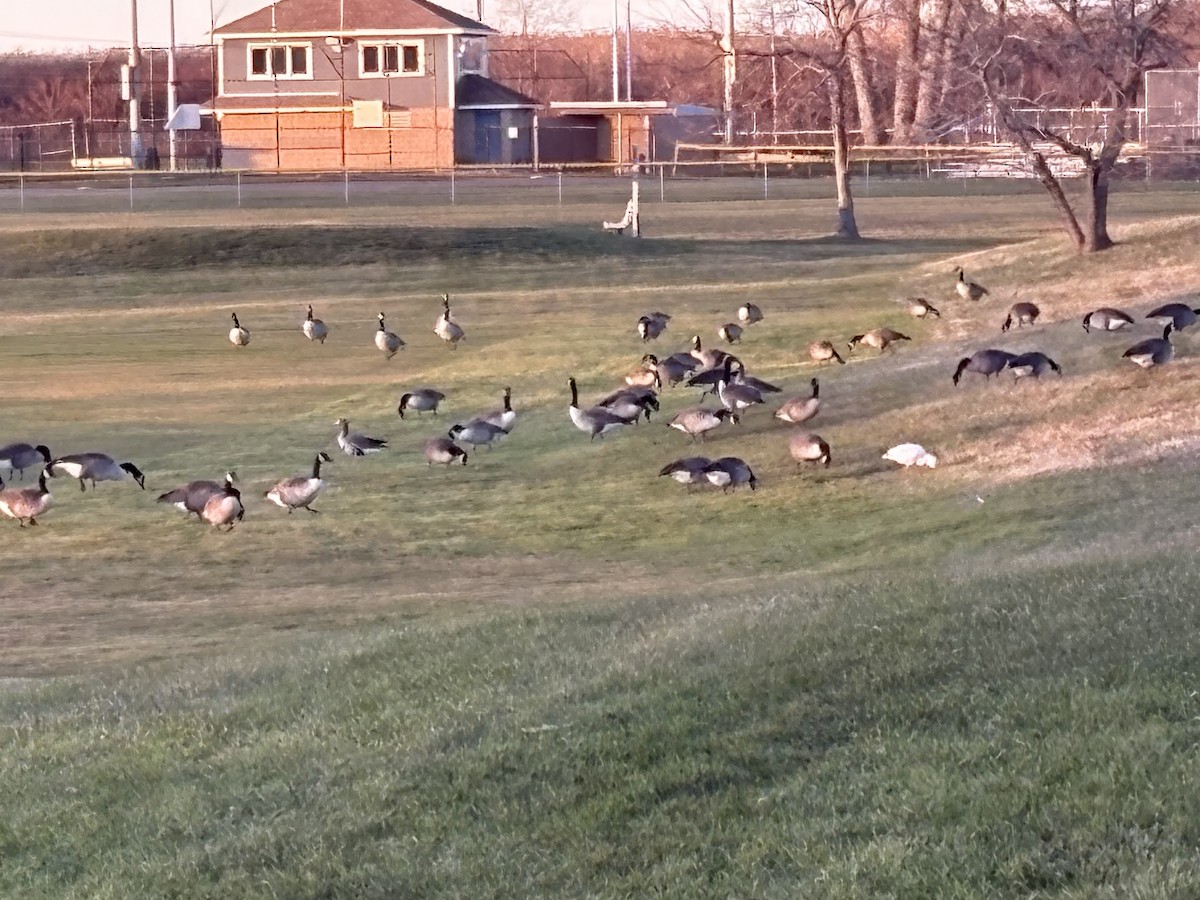 Greater White-fronted Goose (Western) - ML646326081