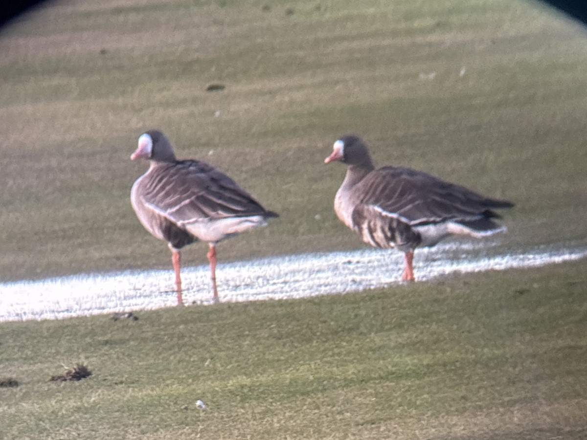 Greater White-fronted Goose (Western) - ML646326082
