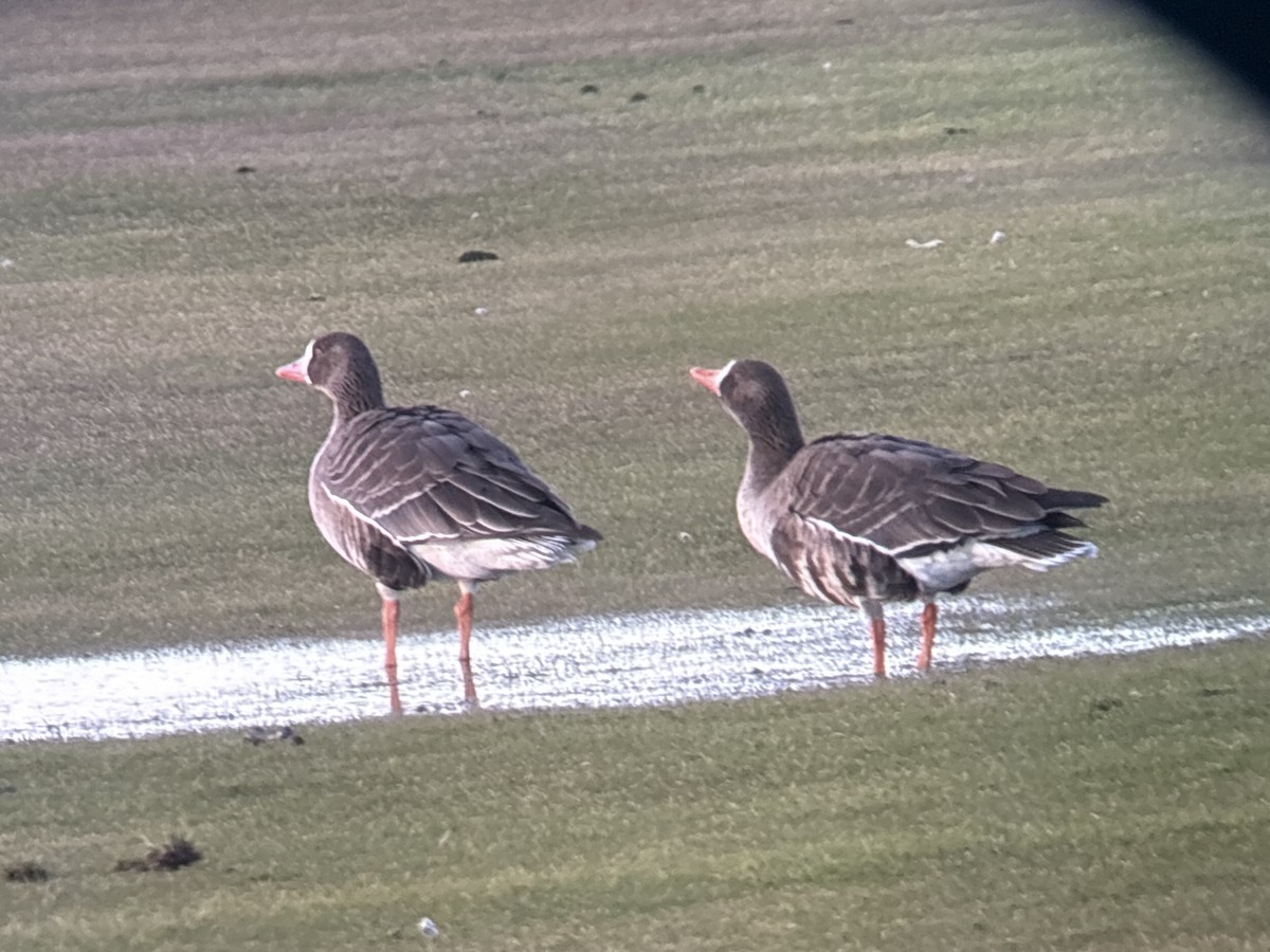 Greater White-fronted Goose (Western) - ML646326083