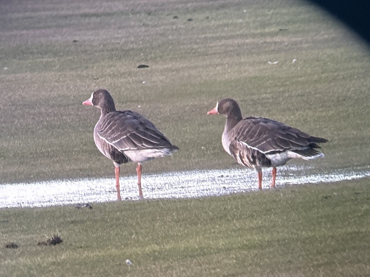 Greater White-fronted Goose (Western) - ML646326084