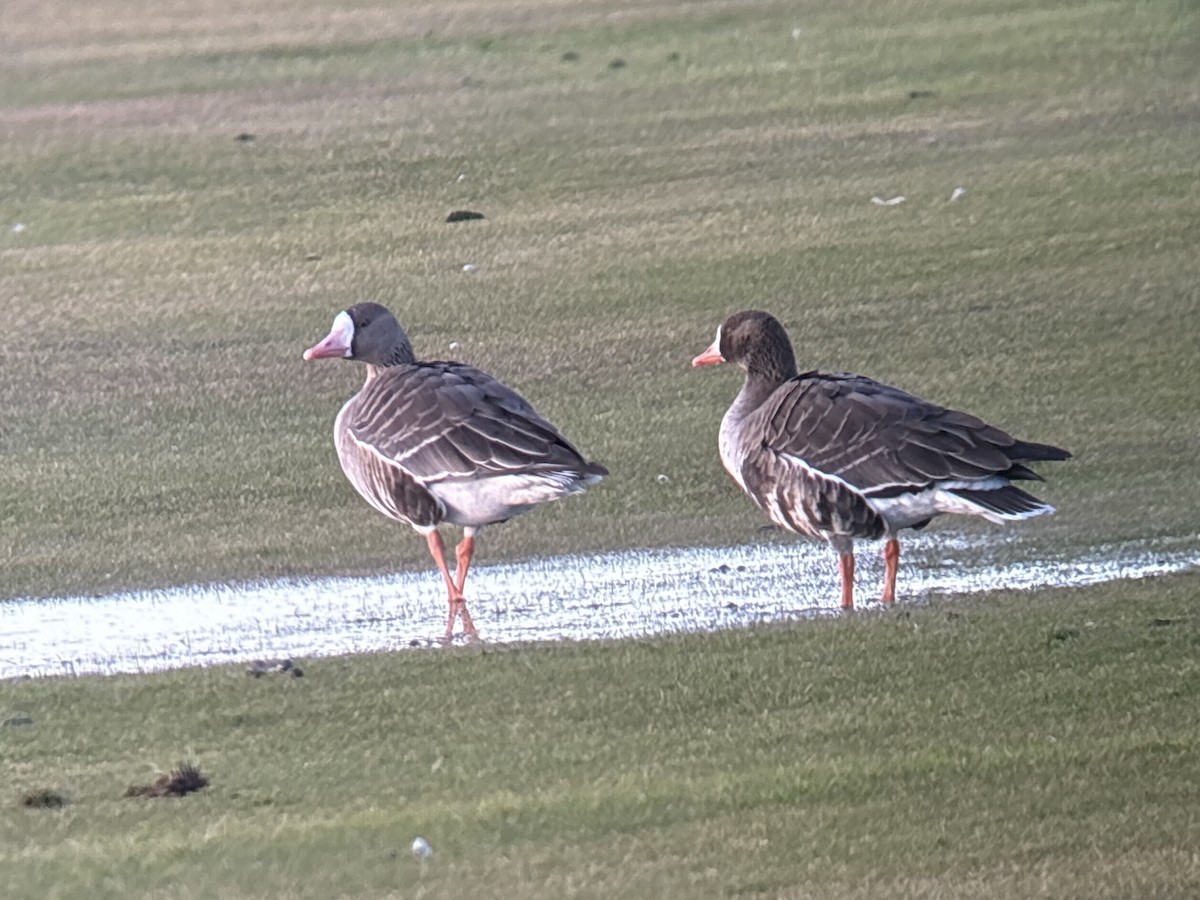 Greater White-fronted Goose (Western) - ML646326085
