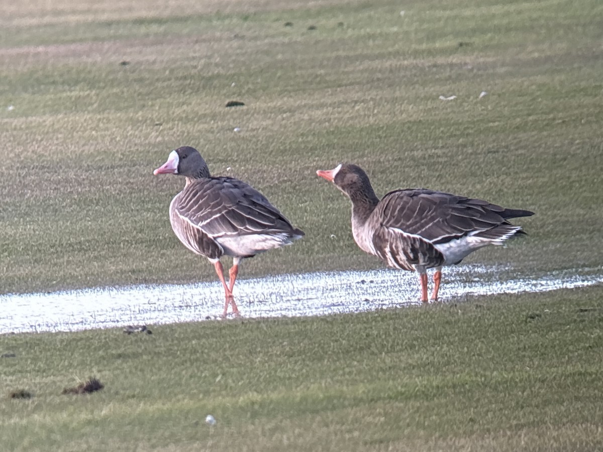 Greater White-fronted Goose (Western) - ML646326086