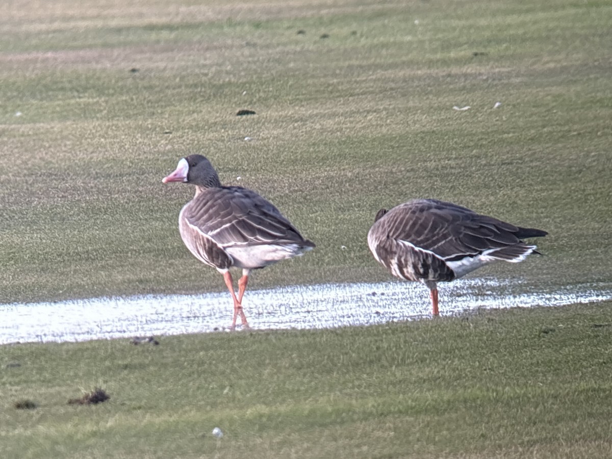 Greater White-fronted Goose (Western) - ML646326087