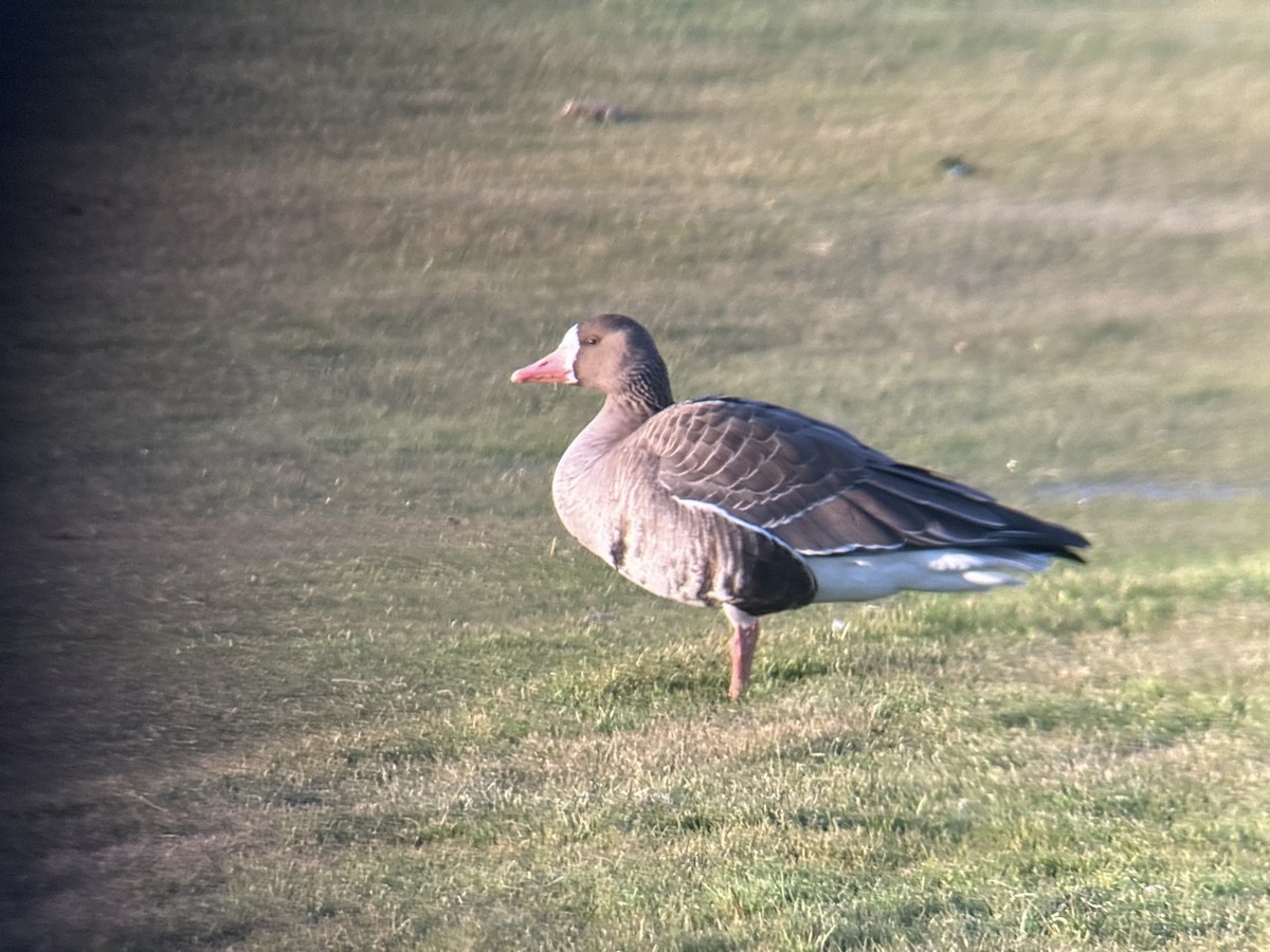 Greater White-fronted Goose (Western) - ML646326088