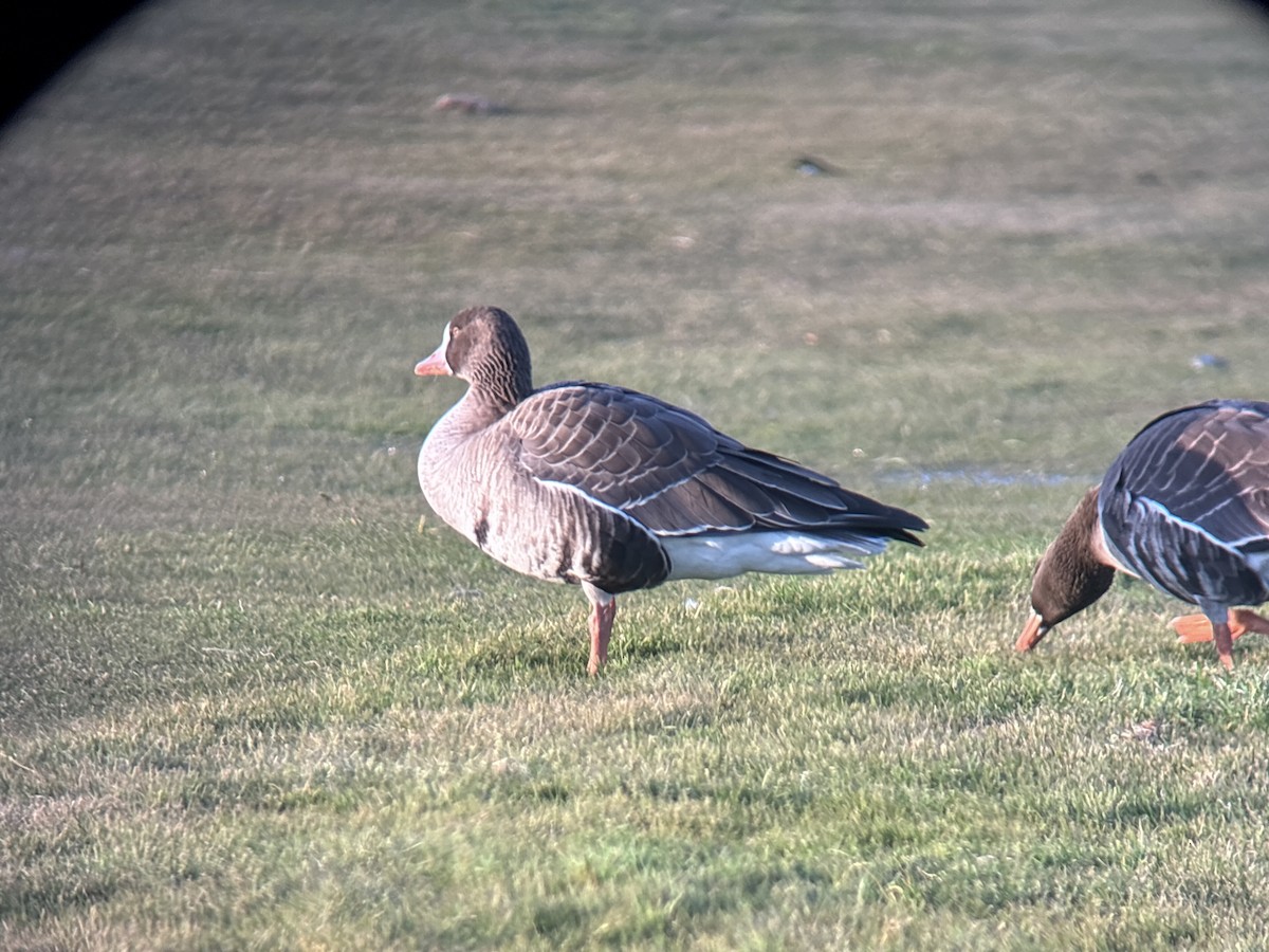 Greater White-fronted Goose (Western) - ML646326089