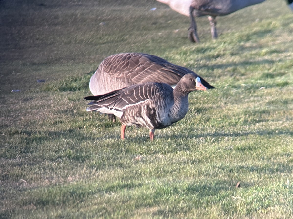 Greater White-fronted Goose (Western) - ML646326090