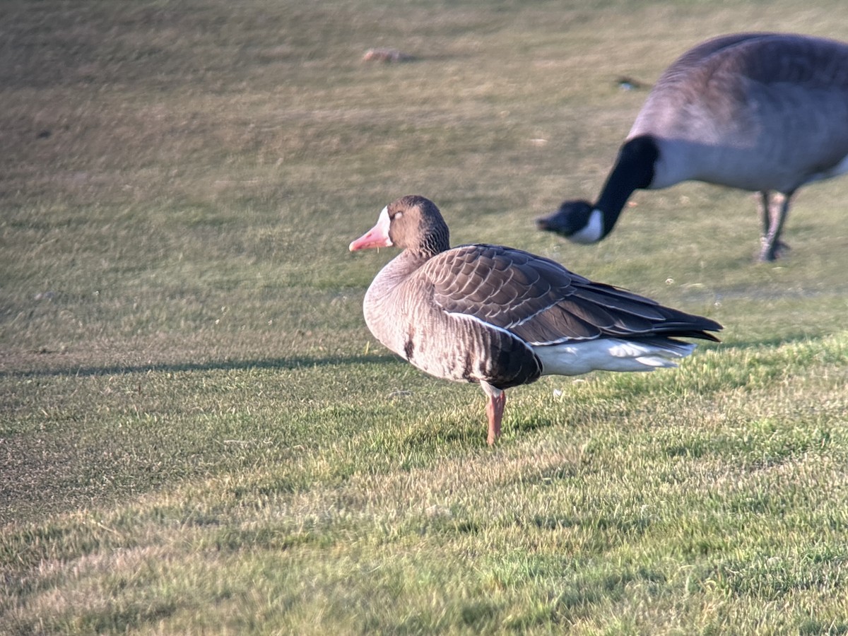 Greater White-fronted Goose (Western) - ML646326091