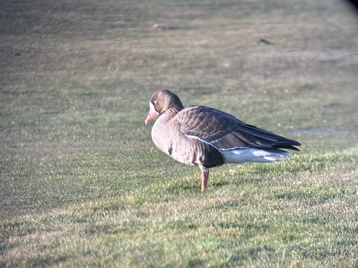 Greater White-fronted Goose (Western) - ML646326092