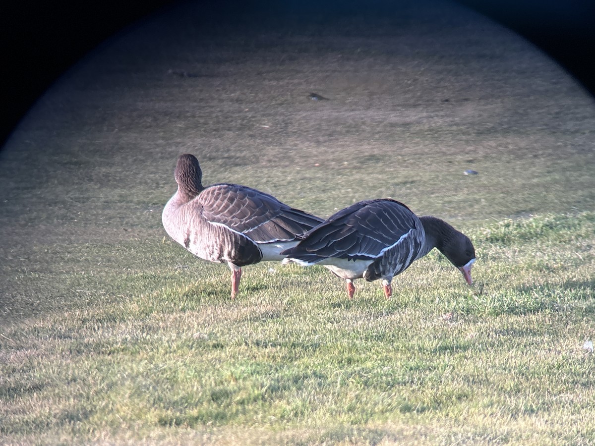 Greater White-fronted Goose (Western) - ML646326093