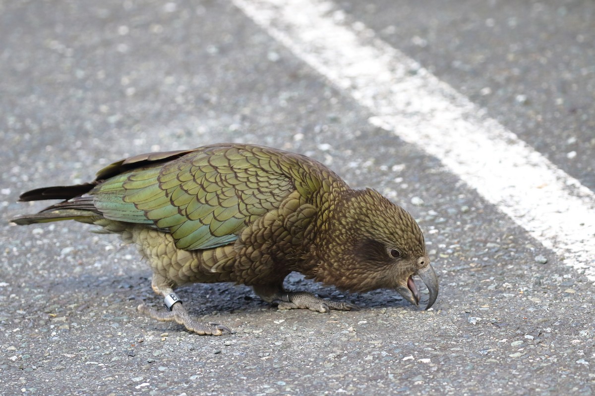 Kea - ML646326094
