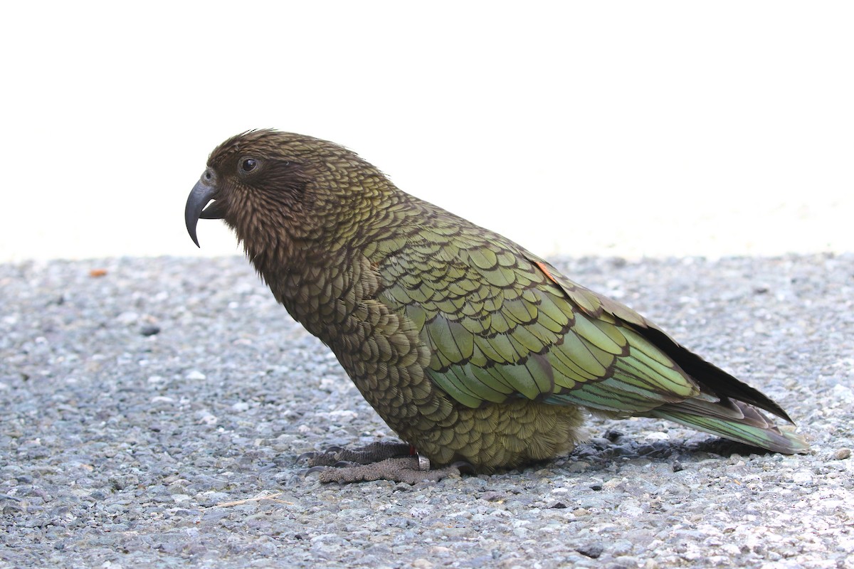 Kea - ML646326095