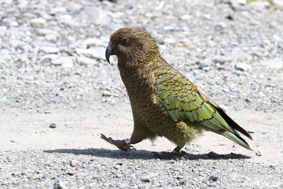 Kea - ML646326096